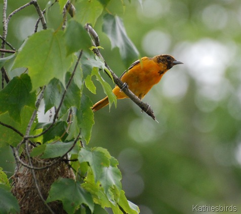 8. female oriole-kab