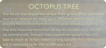 Octopus tree sign