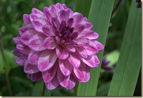 pink flower