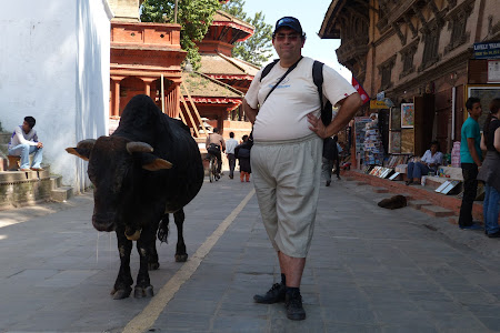Vaca comunitara in Nepal