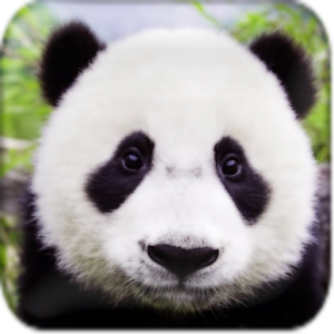 Cute Pandas wallpaper.apk 1.0.1