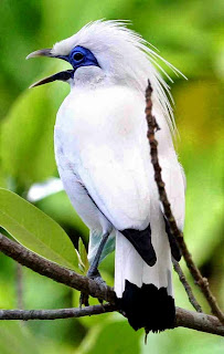 Download Mp3 aneka suara burung jalak download suara burung