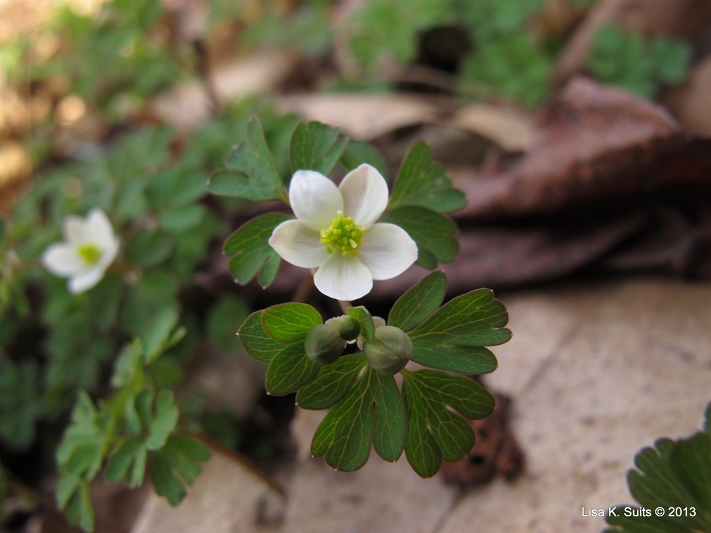 [false%2520rue%2520anemone%2520Enemion%2520biternatum%255B6%255D.jpg]