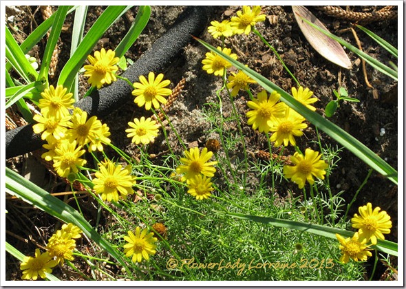 03-03-dahlburg-daisies