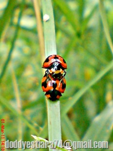 ladybird mating 09