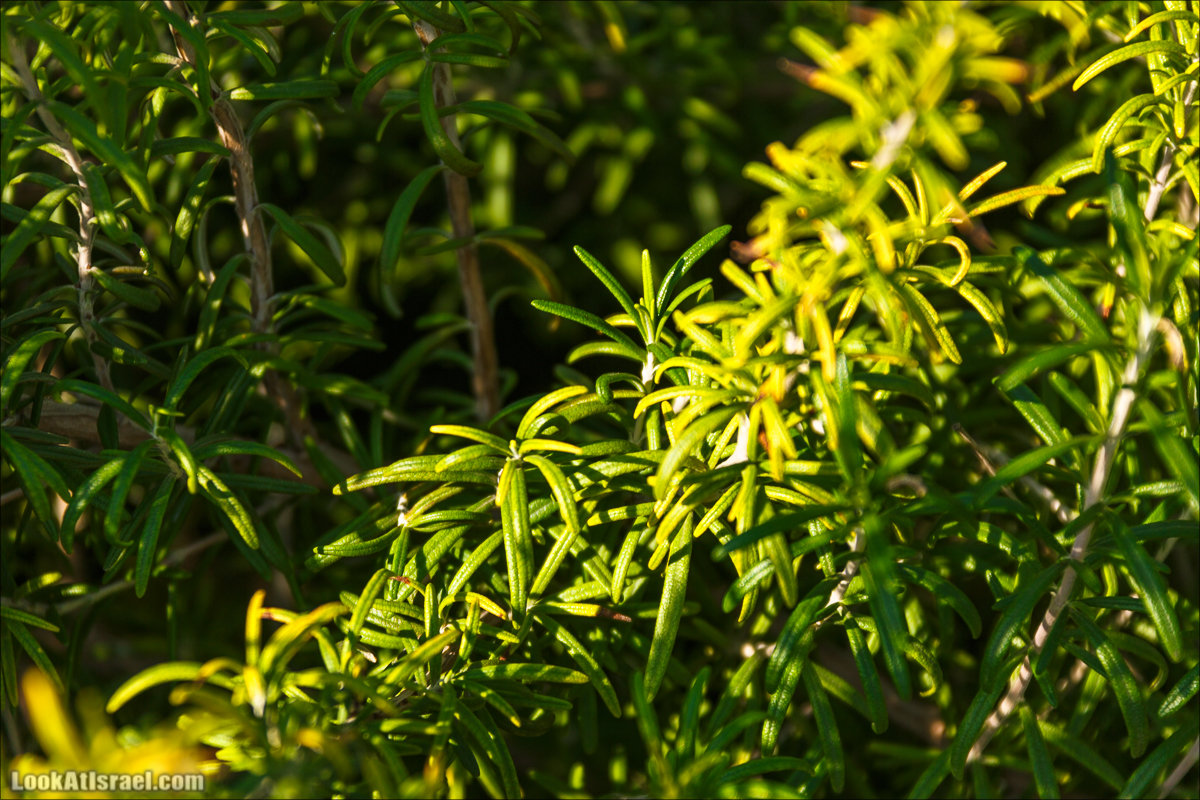 Сельскохозяйственная школа Хава бе-Эден | Hava be-Eden farm | LookAtIsrael.com - Фото путешествия по Израилю | חווה בעדן