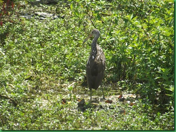 On the way across the bridge we saw a Limpkin  in the water