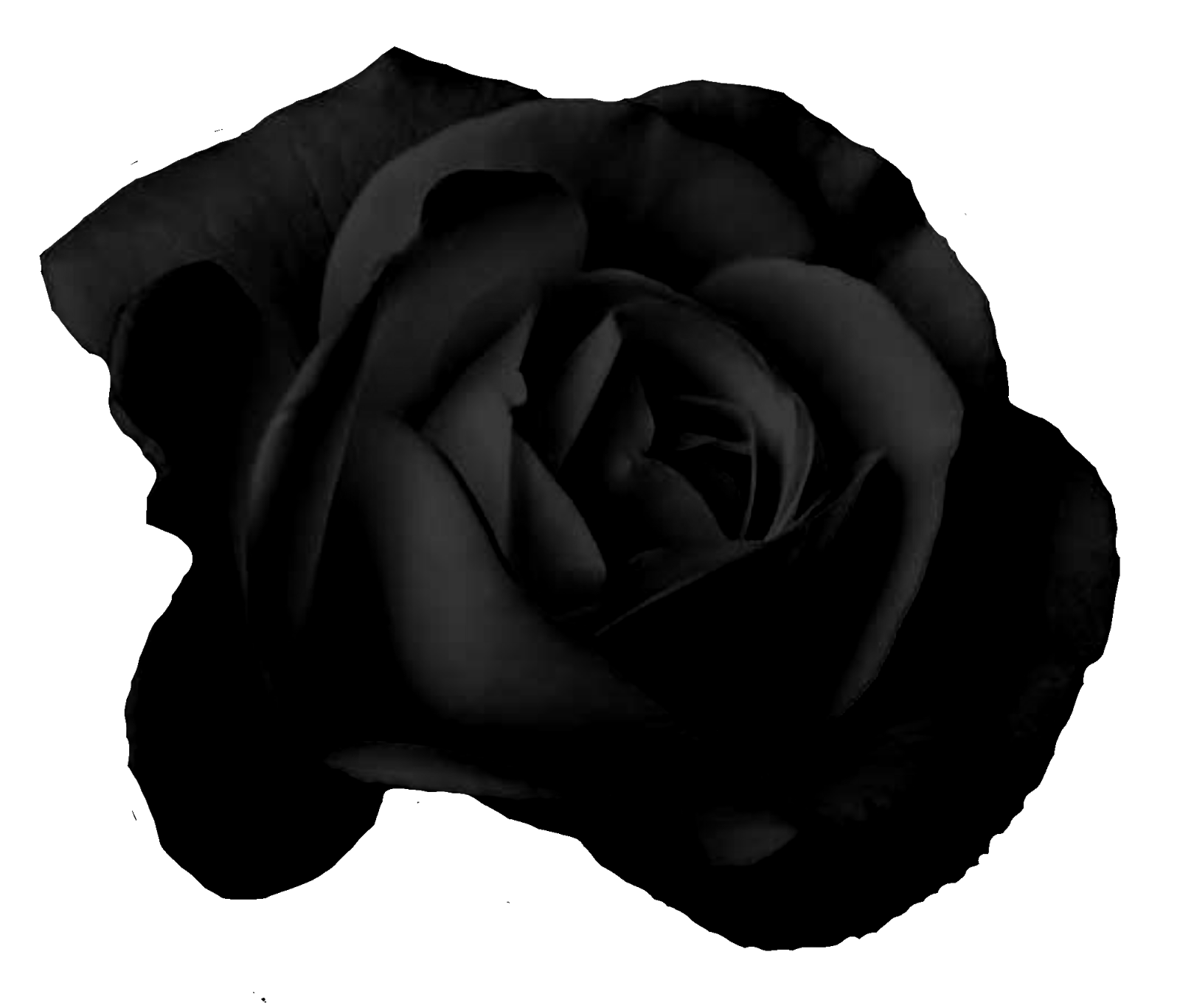 черная роза стим фото 103
