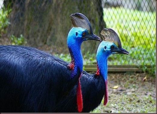 Amazing Animal Pictures The cassowary (3)
