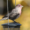 House Finch