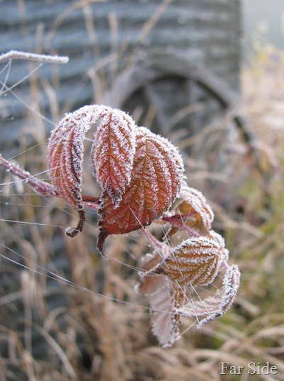 Raspberry Frost Foliage and webs