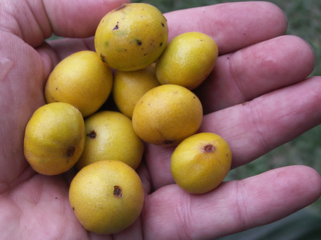 [Cabeludinhas%255B4%255D.jpg]