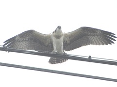 7.31.12 young osprey on wire wings spread1