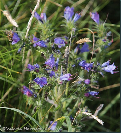 11-vipers-bugloss