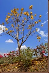 Cochlospermum regium (Schrank) Pilg. Bixaceae: yellow cotton tree, yellow silk cotton, ฝ้ายคำ