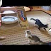 Funny Cats - Funny Dogs - Funny Animals | Funny Videos -Huterson-1