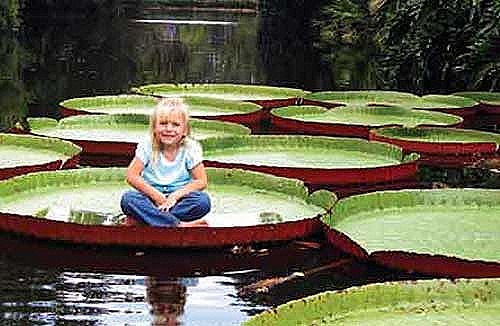 [Viktoriya-regiya1%255B4%255D.jpg]