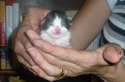 [Kitten1%255B8%255D.png]