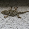 european common gecko; salamanquesa común