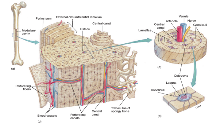 Compact bone tissue