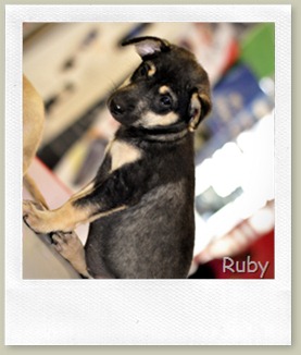 notty_doggy_2