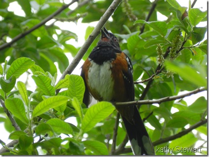 Spotted Towhee 'trilling'
