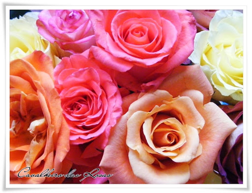 roses_by_brasscandi.jpg