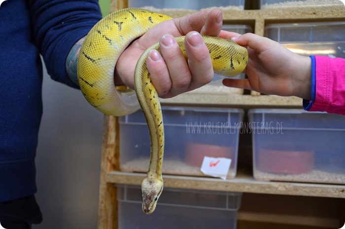 Python (08) von PB Snakes 311214