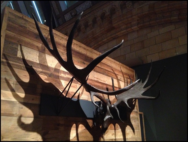 Great Irish Elk Antlers - Natural History Museum