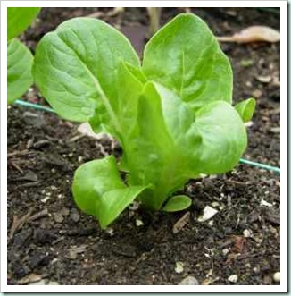 lettuce-little-gem2a