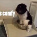 Funny Cats - Funny Dogs - Funny Animals | Funny Videos