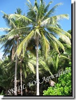 palm-coconut-tree