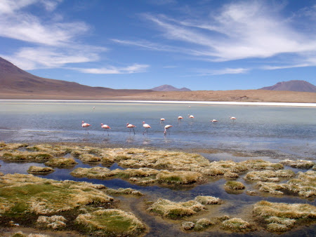 Iunia Pasca: Lac cu flamingo