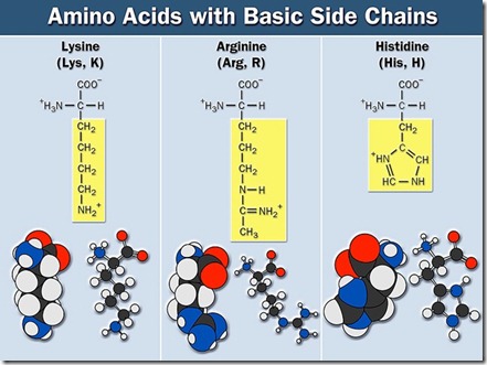 amino acids-11