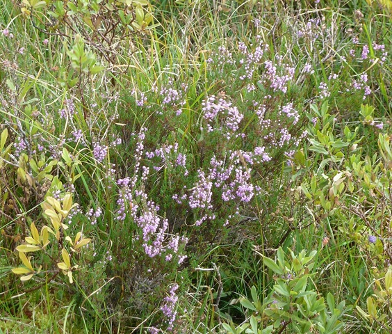 [heather%2520and%2520bogmyrtle2%255B4%255D.jpg]