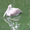 Grey Pelican