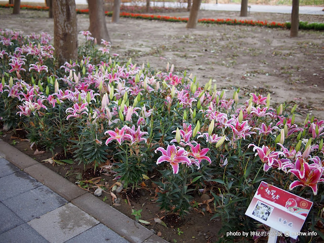 【景點】台南佳里中山公園@2014台南百花祭 : 花沒想像中的多,但還蠻適合散步的囉! 佳里區 區域 台南市 旅行 景點 