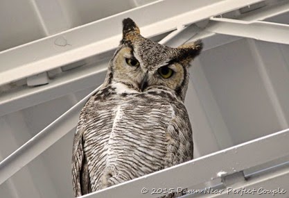 Lowe's Great Horned Ow2l