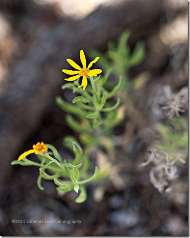 yellow wildflower photo by adrienneinohio.blogspot.com