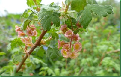 Alpine Prickly Currant 1