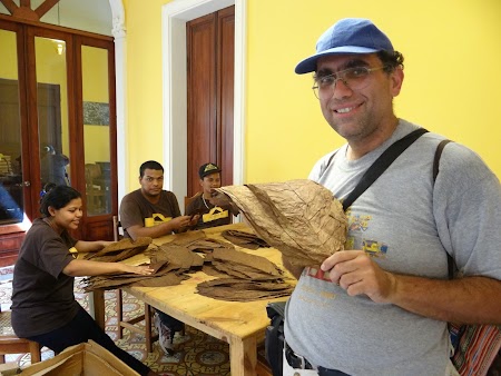 24. Frunza de tutun.JPG