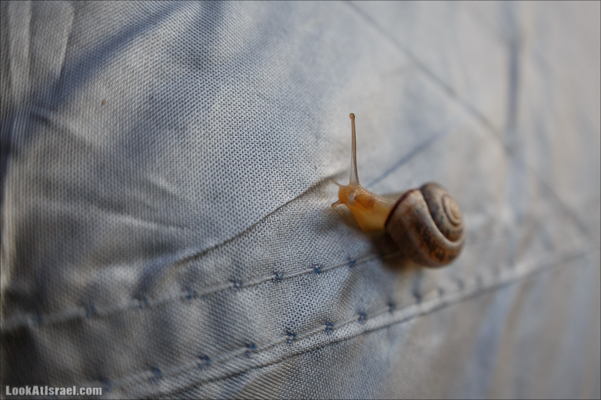 Песах в Долине Родников | Passover in Springs Valley| פסח בעמק המעיינות | LookAtIsrael.com - Фото путешествия по Израилю