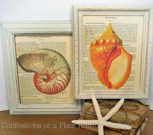 CONFESSIONS OF A PLATE ADDICT Frameable Vintage Seashell Prints