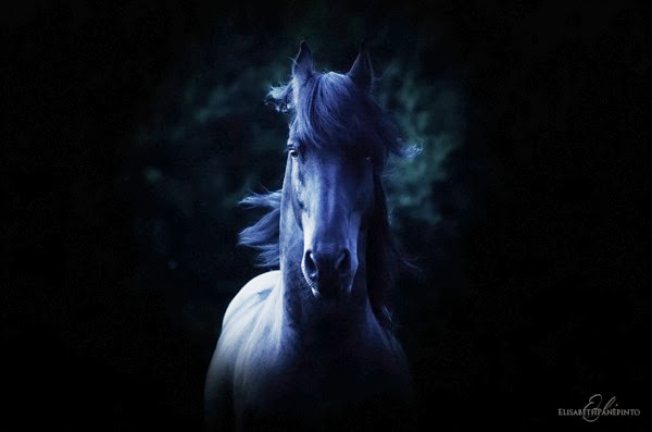 Elisabeth Panepinto Photography