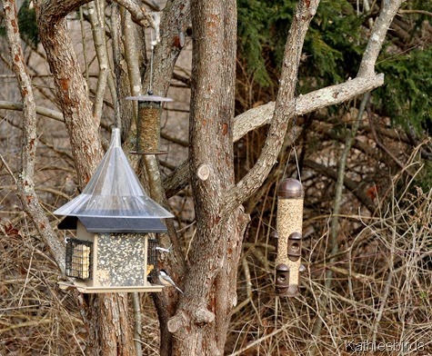 14. 12-21-14 winter bird feeders-kab