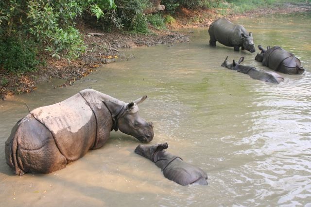 [Chitwan%2520National%2520Park%2520%25281%2529%255B3%255D.jpg]