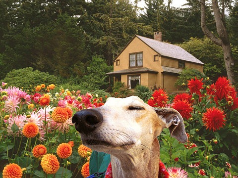 [perros%2520con%2520flor%2520%25283%2529%255B2%255D.jpg]