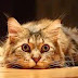 Funny Cats Dogs Animals New Compilation