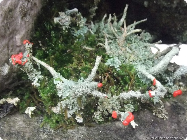 lichen flowering