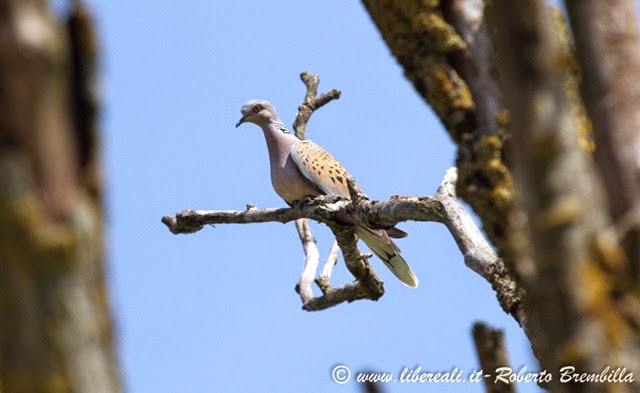 [52-2014-05-21_Tortora%2520selvatica_Delta%2520Po%2520%25284%2529%255B12%255D.jpg]